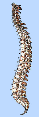 spine